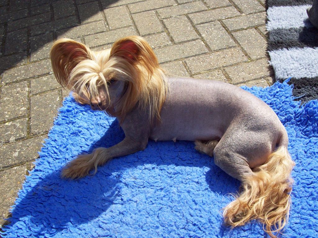 Shipstone Mrs Tittlemouse