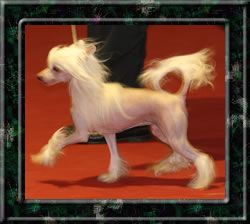 Quickness Little Lady von Shinbashi