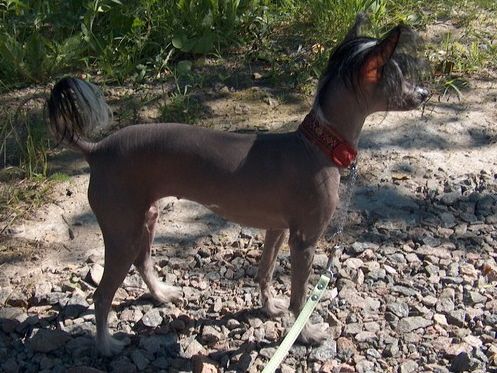 Amidos Vän Sweet Dream