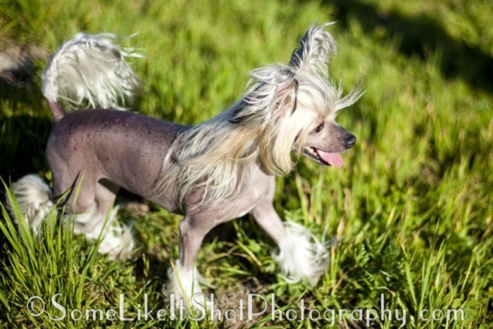 Dunwin All Mimzy Were The Borogoves