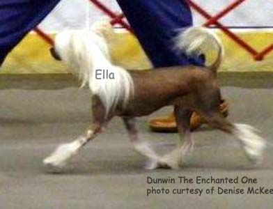 Dunwin The Enchanted One