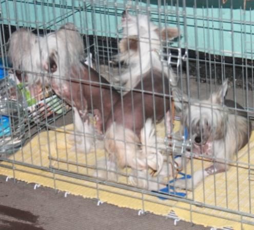 Fantastik Kashmir Tifany