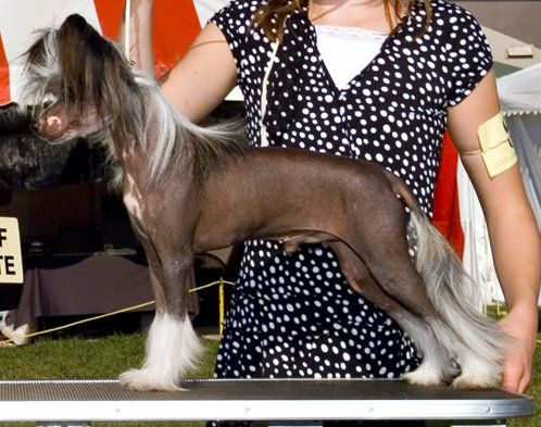 Dizzy Dollies Dreamworks