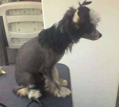 Aingeal's Dominik Fionello