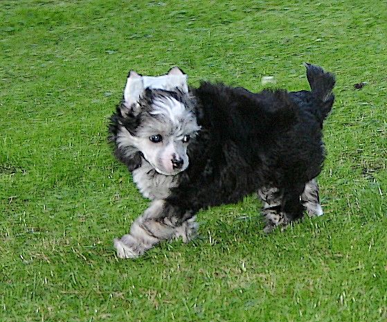 Goliath du Rose Amour