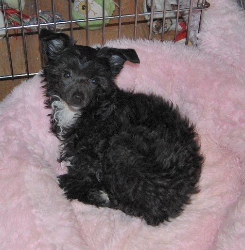 Jewels Total Eclipse