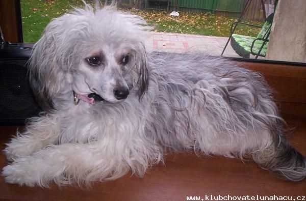 Charme de Orient Al Maarii Sapphire