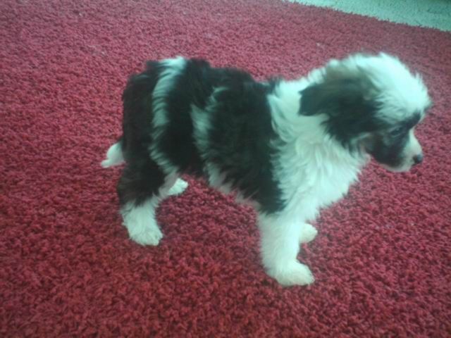 Champagne or Caviar Al Maarii Sapphire