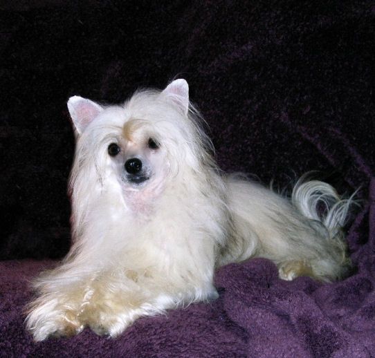 Baldpark Phoenix Rising N D'Nude