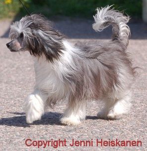 Lady's Trick Betty Boop