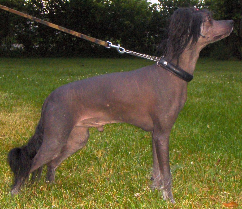 Lady's Trick Blazing Star