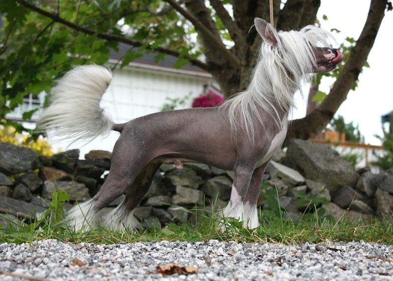 Kukur Baba's Blue Diamond