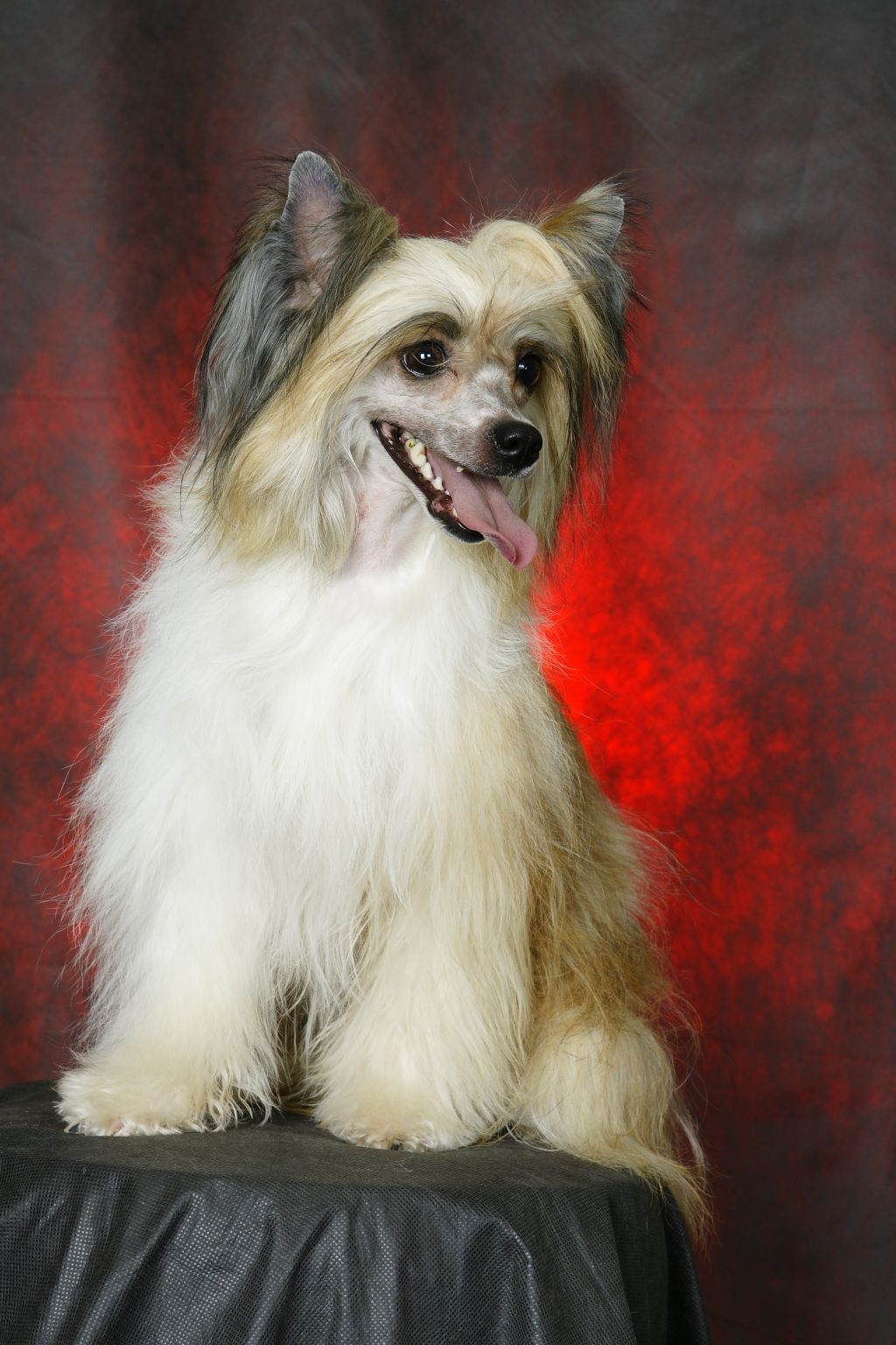 Afrodita Bonus Westtai