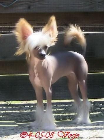 Kukur Baba's Babyface