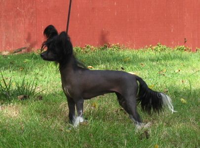 Wickhaven N' Woodlyn Phancy Footwork