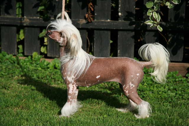 Liddyleaze No Kilt Required