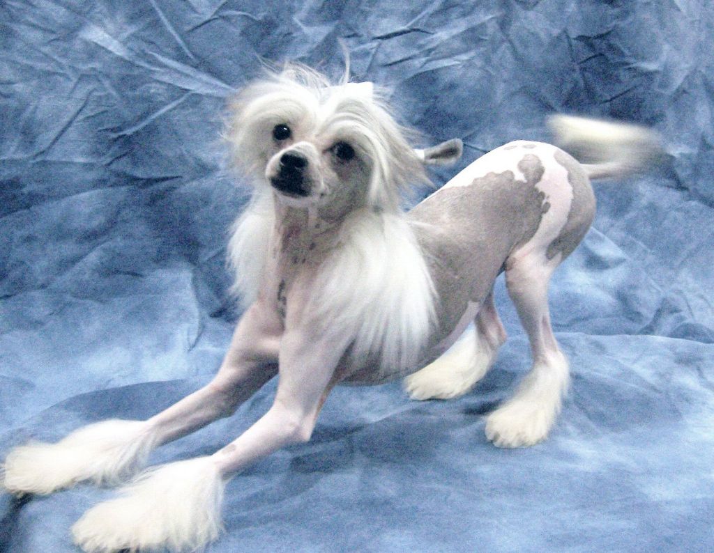 Mylilcrested Fairy Dancer Tinkerbell