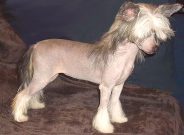 Yorkhouse Jet Setter