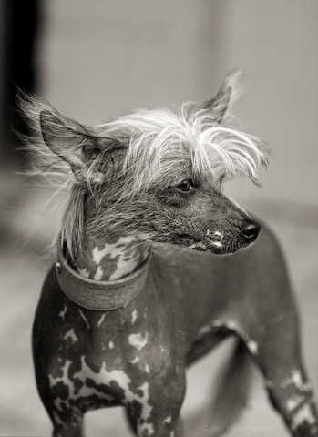 Dimma von den Windpferden