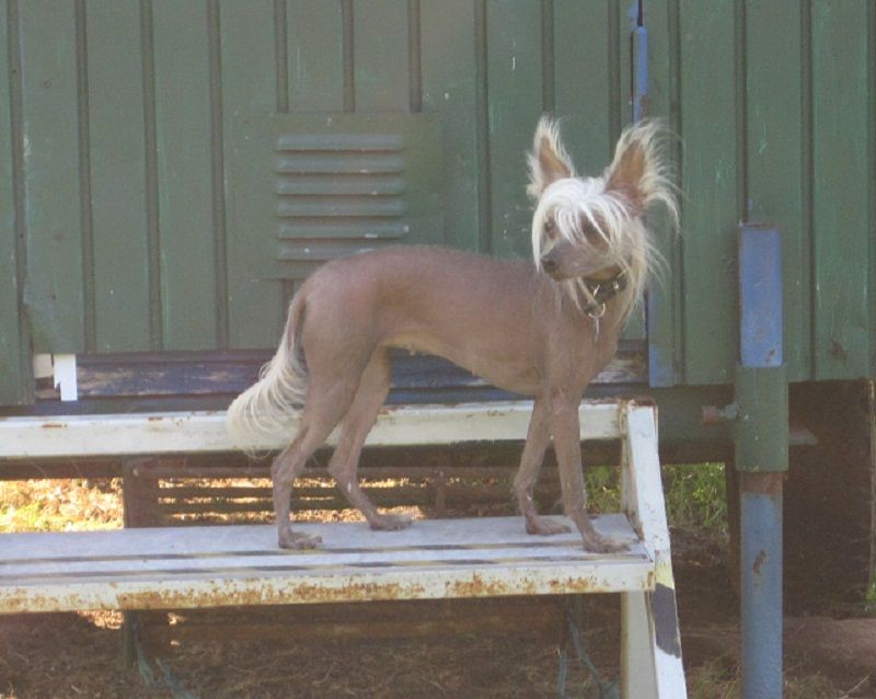 Dimbra von den Windpferden