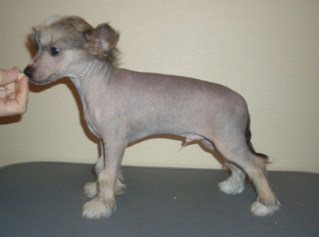 Cute and Crazy Franz