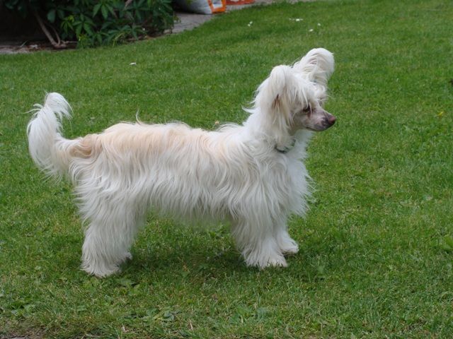 Britney Magická Noc