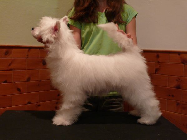 Easy Angel Plysovy pritel