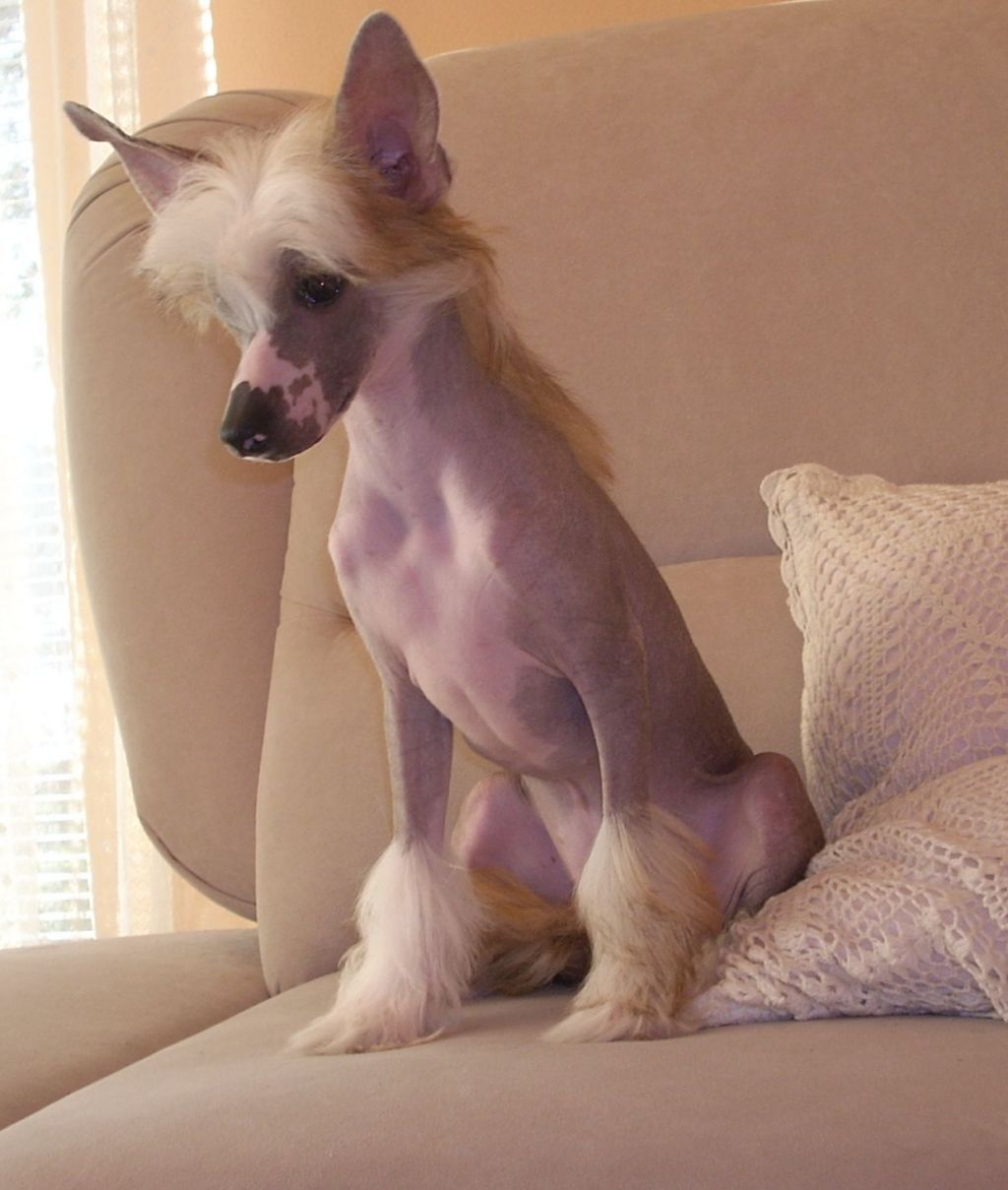 El Nayra Plysovy pritel