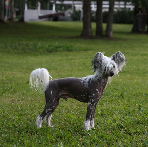 Sun Dan Chocolate Dream