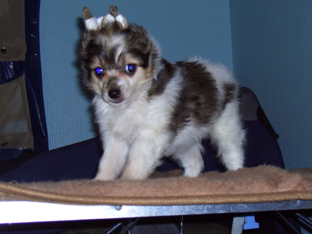 Be My Dog's Fifteen Hundred Dollar Smile