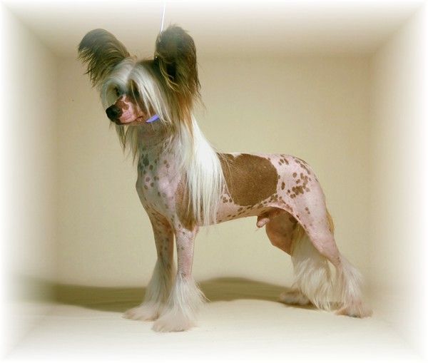 Rovanni Dgokattolo Je T'Aime