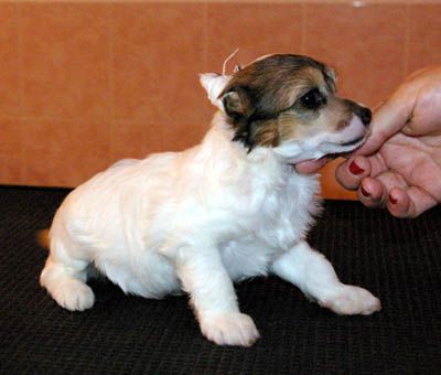 Oriental Jokes Capucine