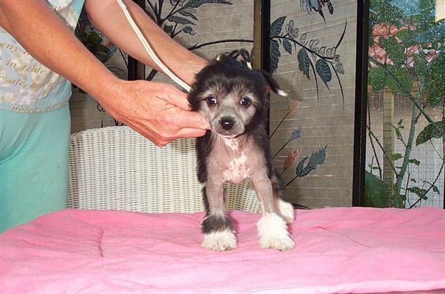 Emotion von Shinbashi