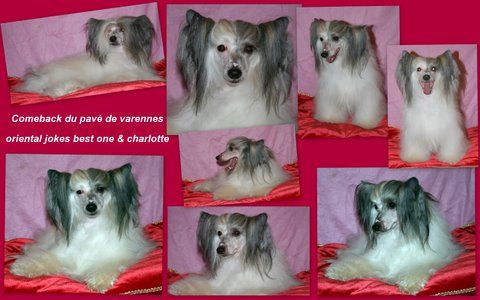 Comeback Du Pave De Varennes