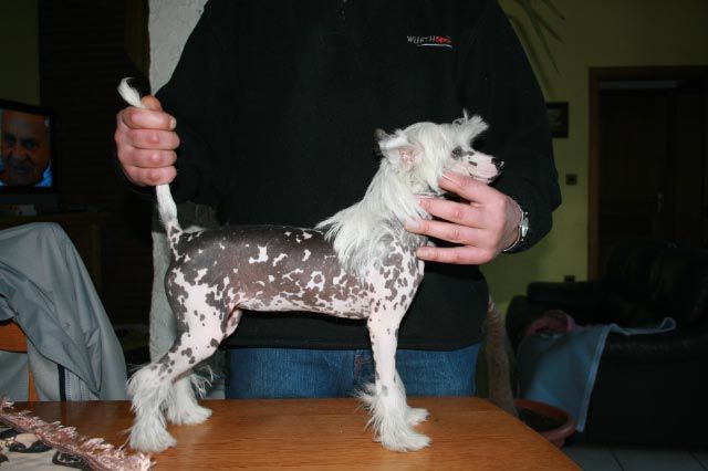 Chelsea Du Pave De Varennes