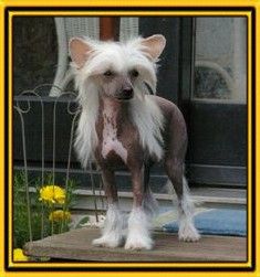 Welldan Best for Shinbashi