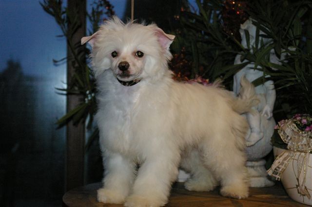 Turn the Tide von Shinbashi