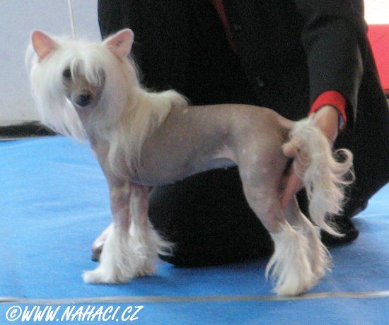 Quickly To Success von Shinbashi