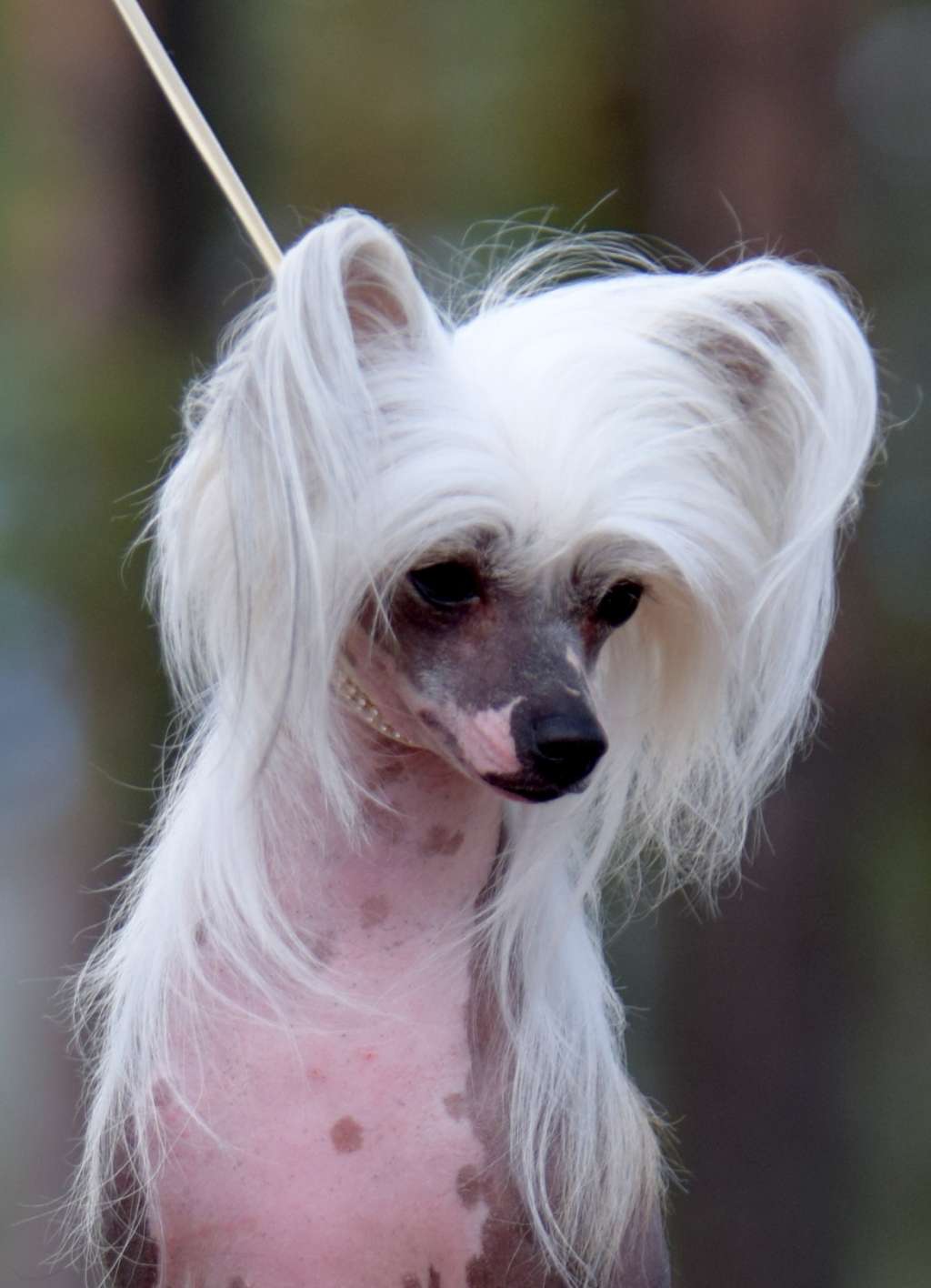 Yin & Yang von Shinbashi