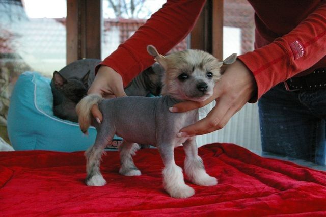 Ultra Cool von Shinbashi