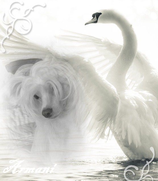 Game over von Shinbashi