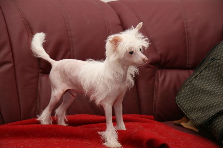 Highly Provocative von Shinbashi