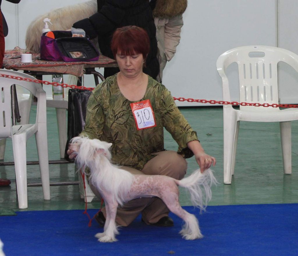 Leon Fleur De Lis Walensiya