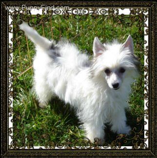 Dragonhill Cotton Cloud Lucy