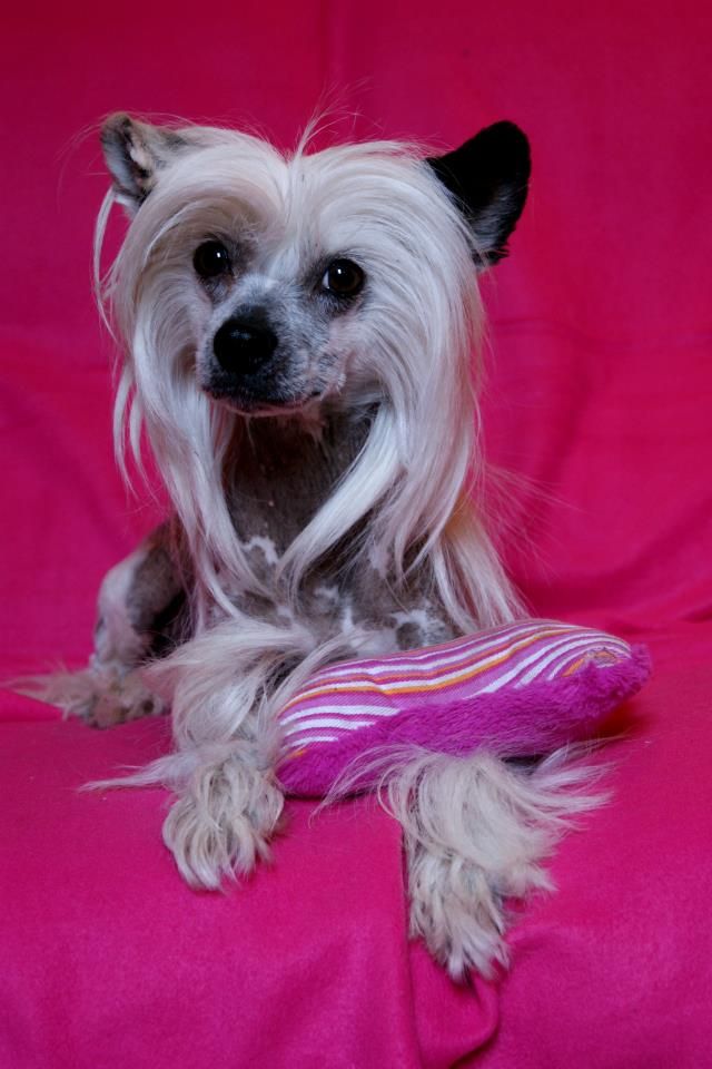 Kalandvadász Szöszi