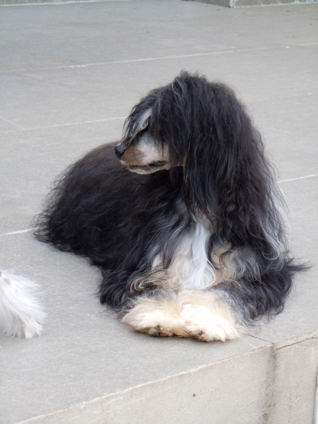 Cielos Nuevos Alcestes