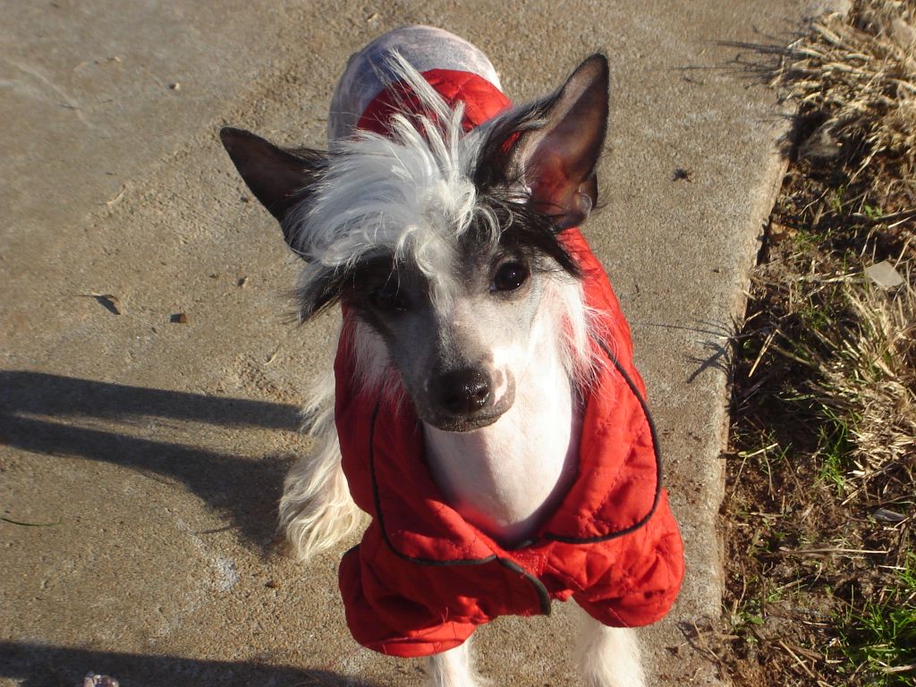 Woodcrest Premier Hi Voltage