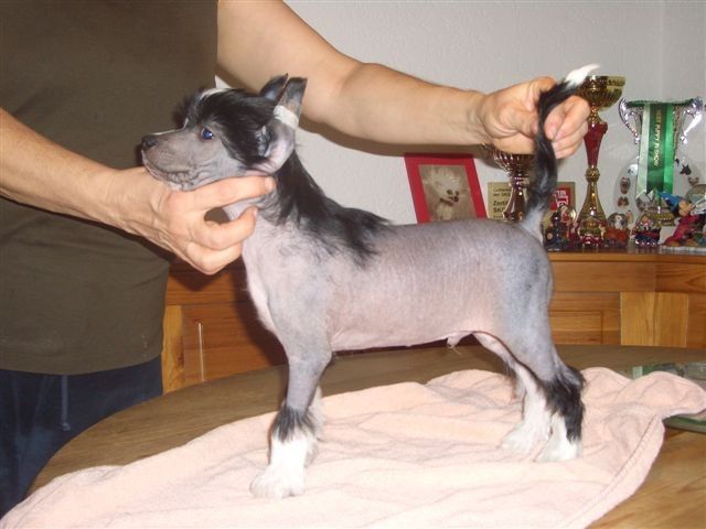 Highspeed Fantasy Island