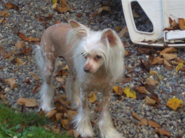 Rock'n Roll Baby von Shinbashi