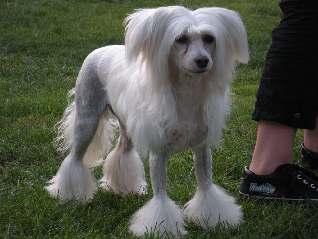 Khaj Pharo Sub-O-Divo